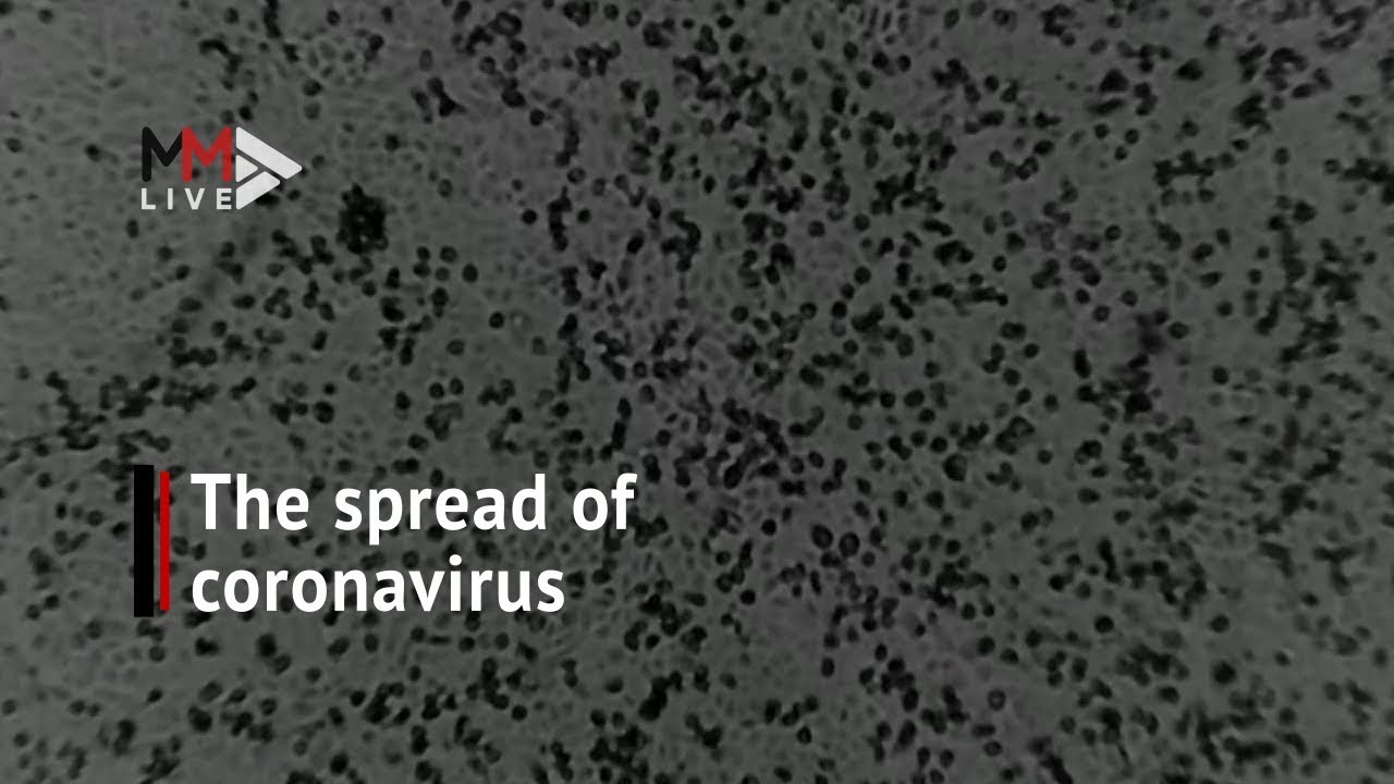 WATCH | Under the microscope: here's what the coronavirus ...